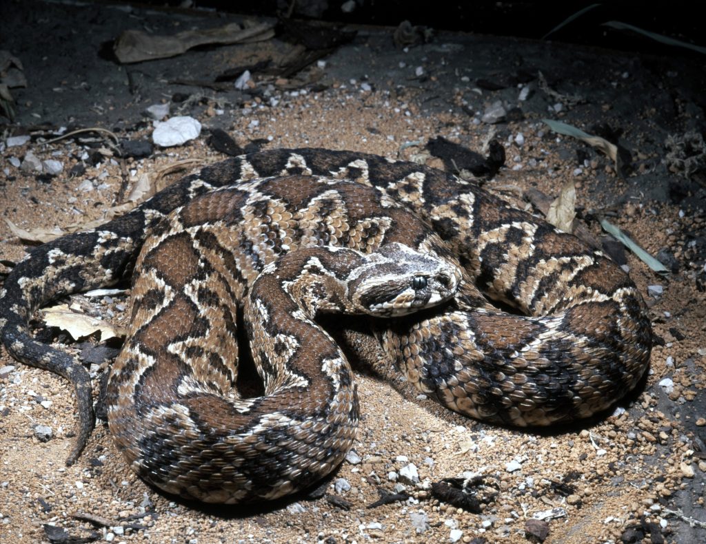 Палестинская гадюка вернера в подмосковье. Палестинская гадюка (Vipera Palaestinae). Палестинская гадюка Вернера. Гадюка Цефа (Vipera Palaestinae).